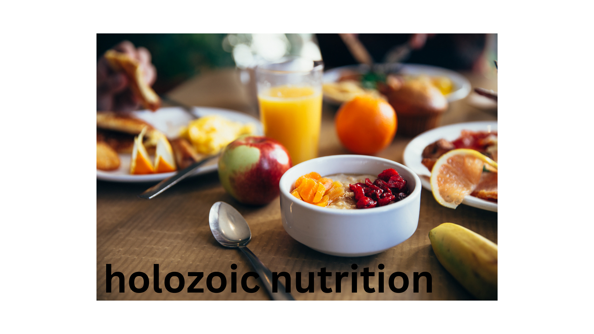 All about holozoic nutrition